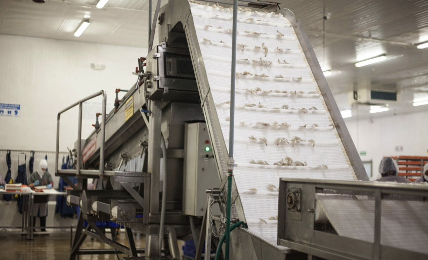 Balzo clasificadora de camarón maquinaria pesquera