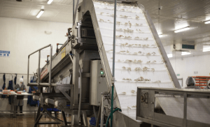 Clasificadora de camarón Balzo