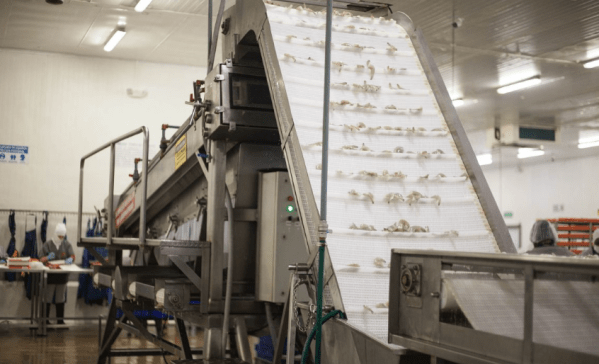 Clasificadora de camarón Balzo